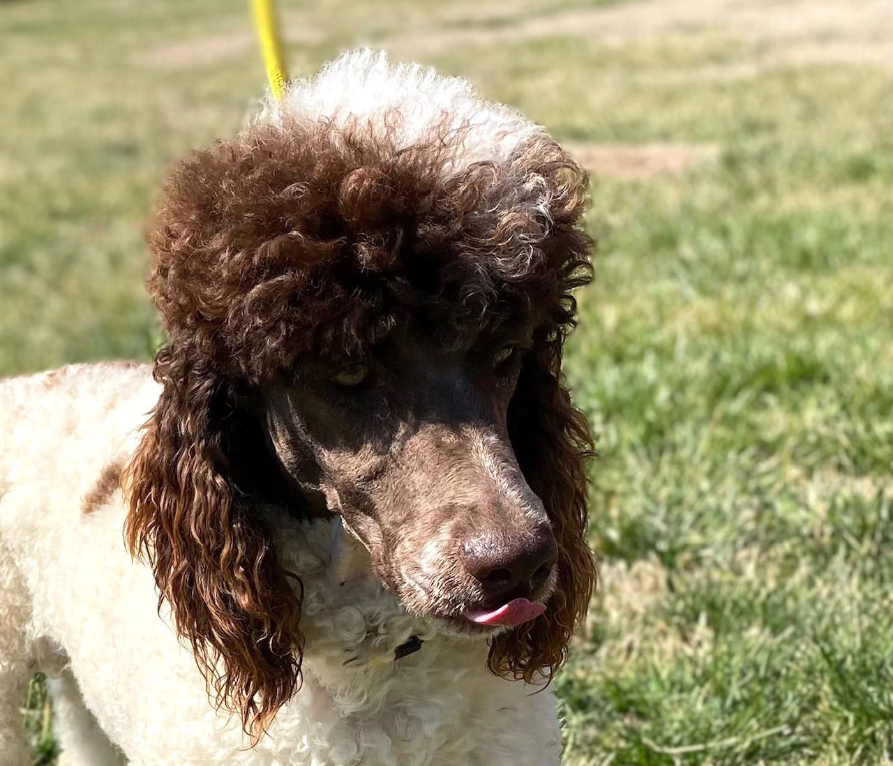 Dog Image