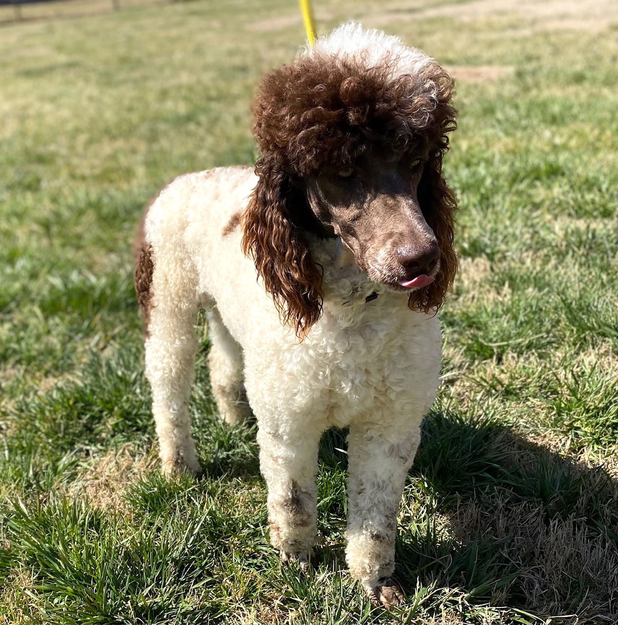 Dog Image