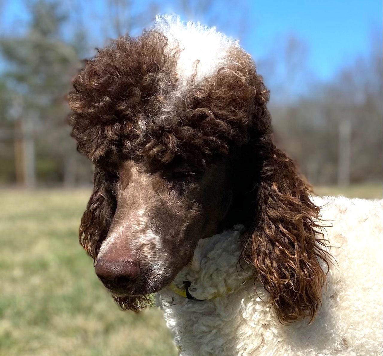 Dog Image