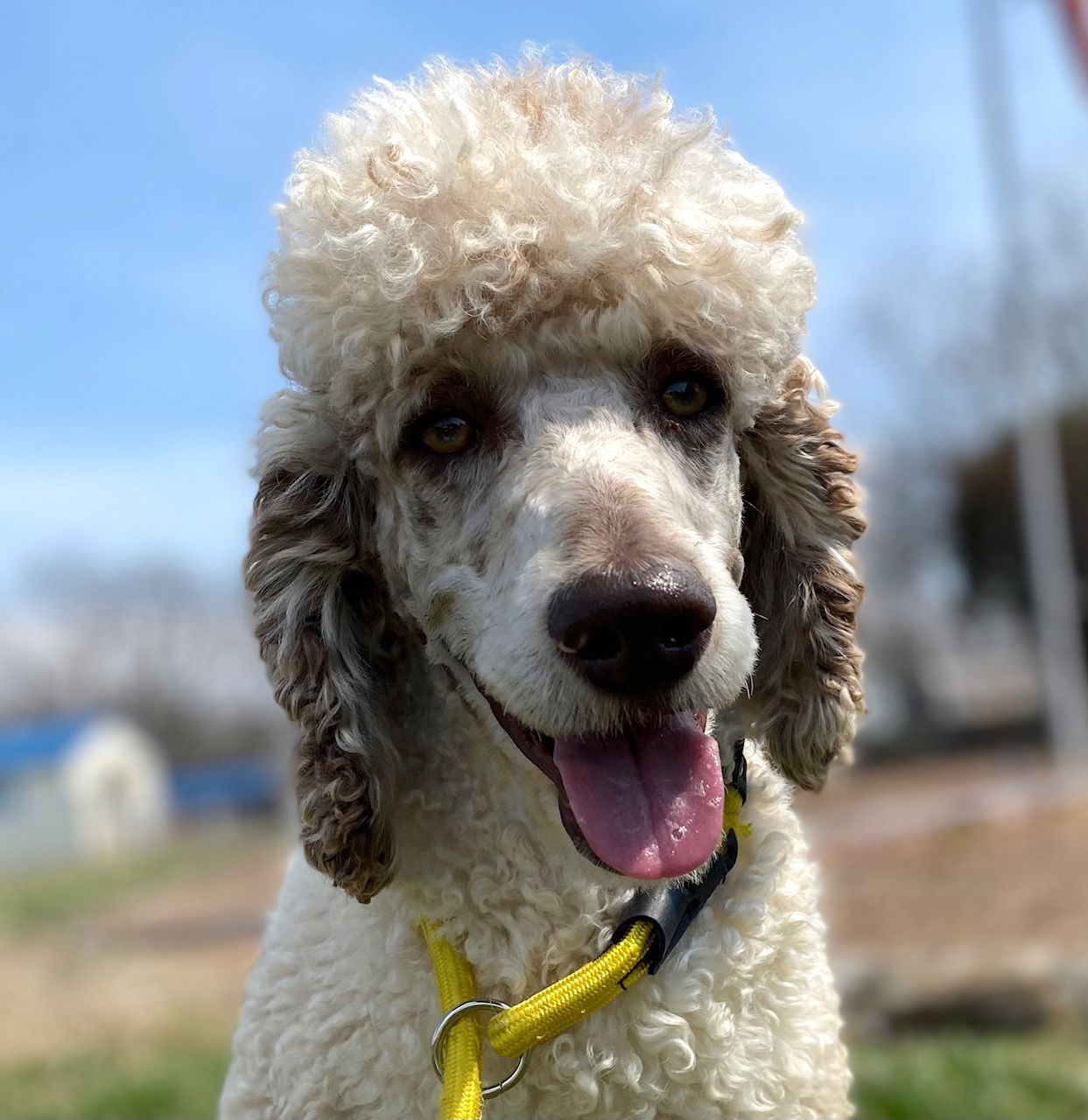 Dog Image