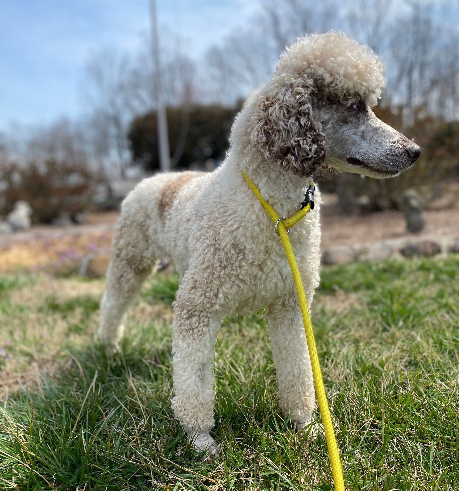 Dog Image