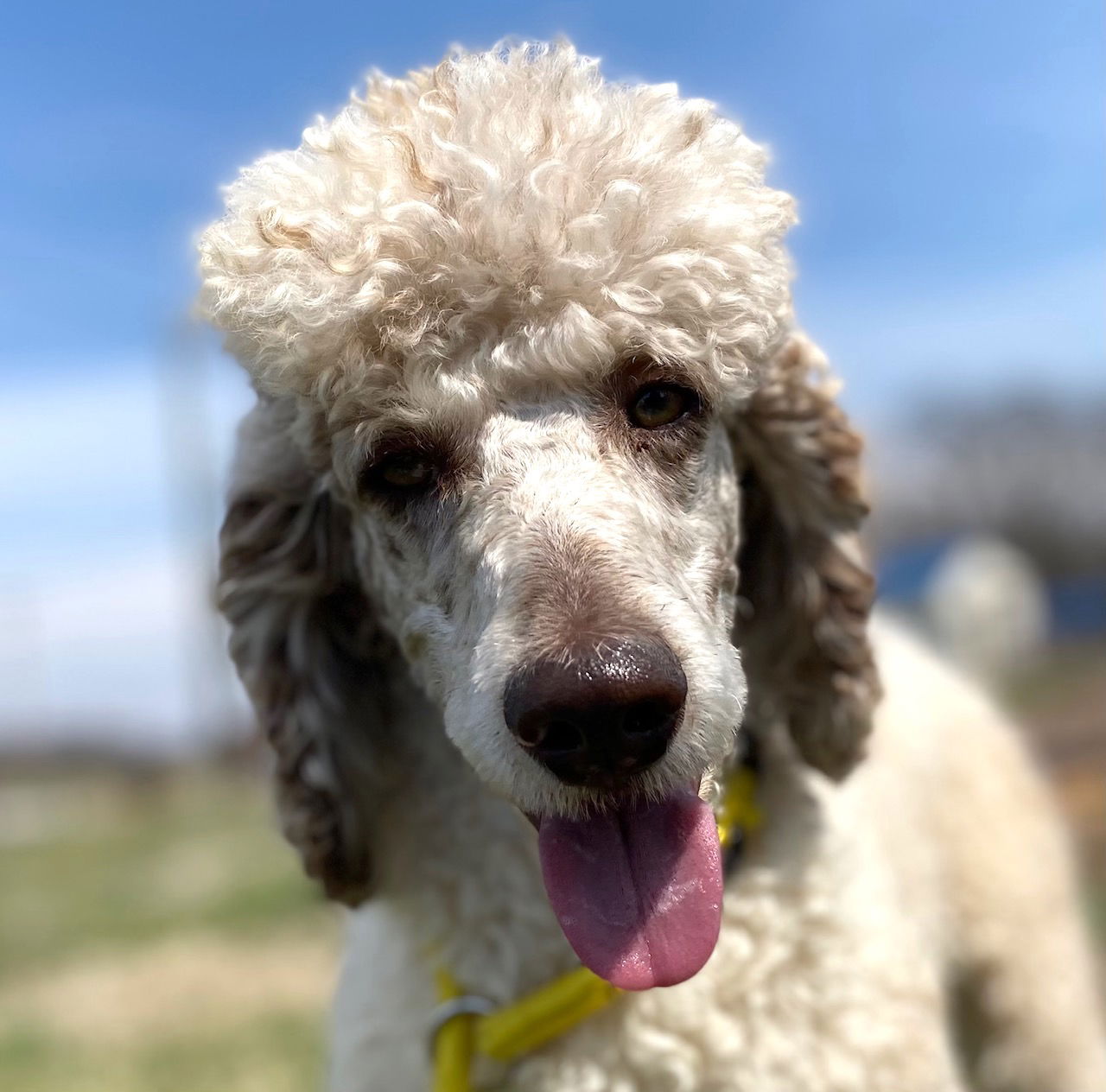 Dog Image