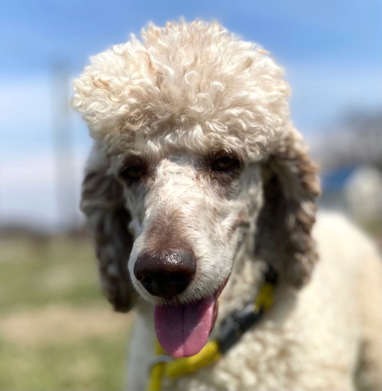 Dog Image