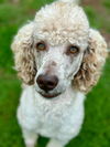 adoptable Dog in Pacolet, SC named Dainty Feb 25