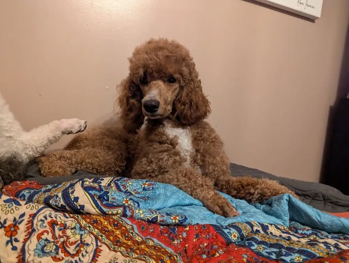 Dog Image
