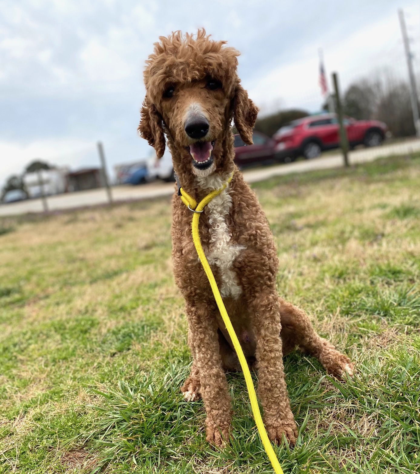 Dog Image