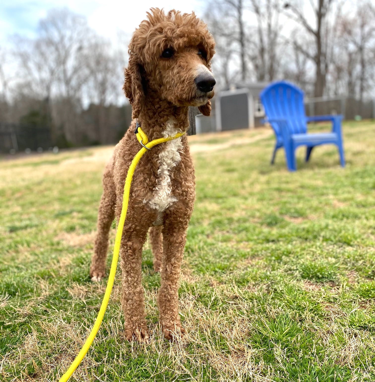 Dog Image
