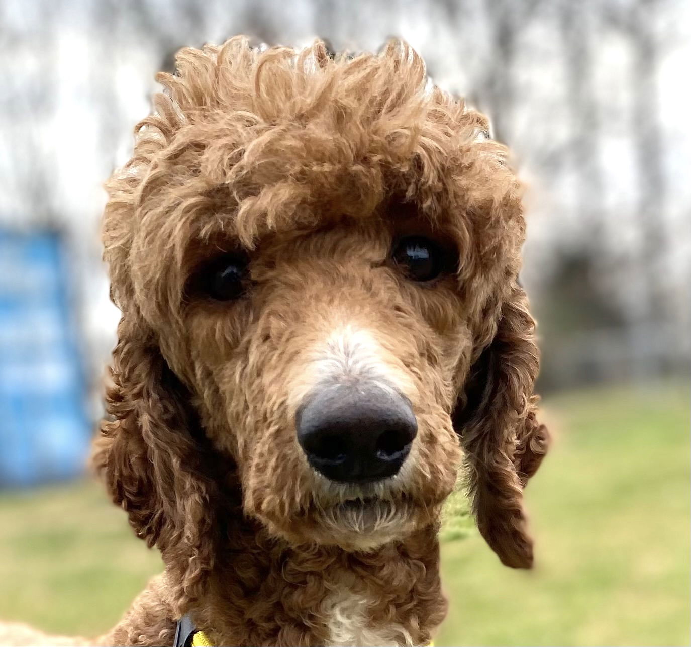 Dog Image