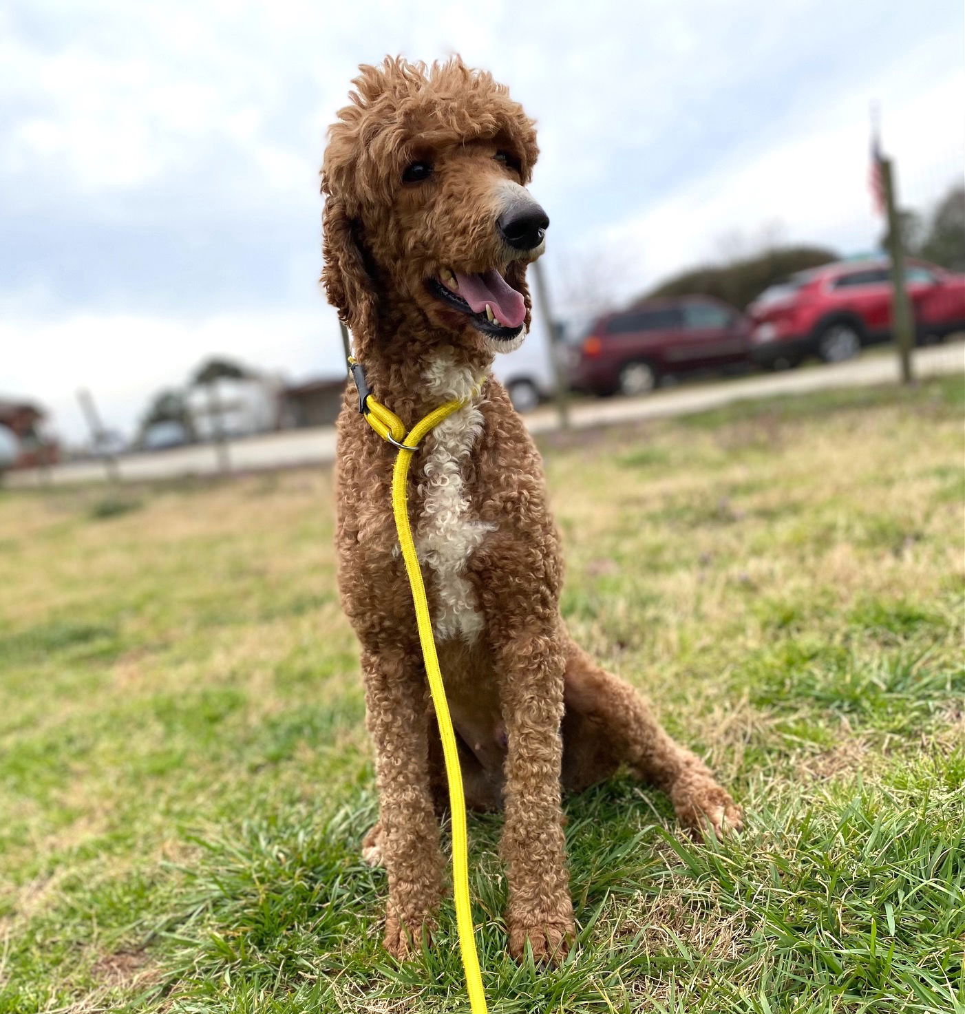 Dog Image