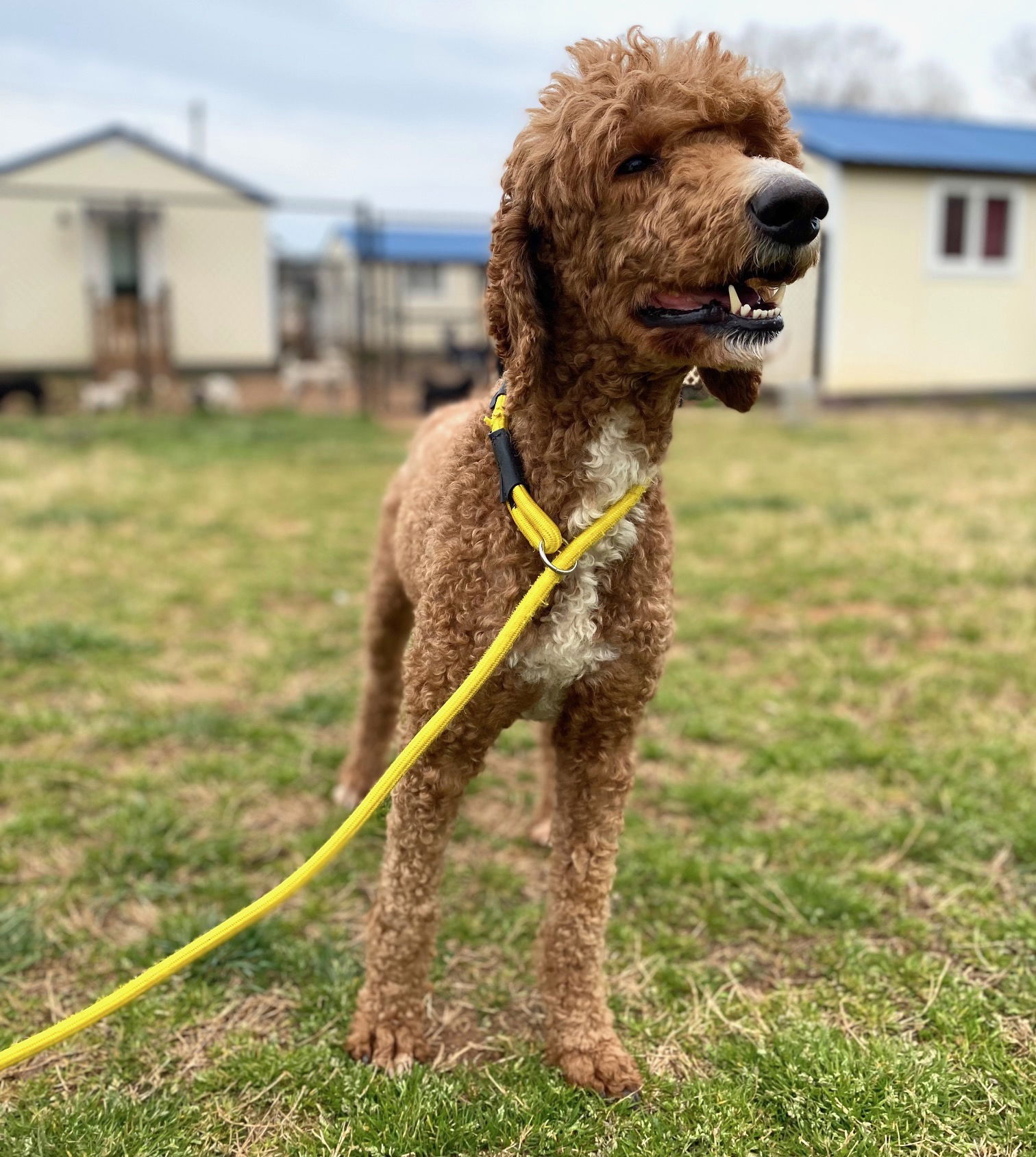 Dog Image