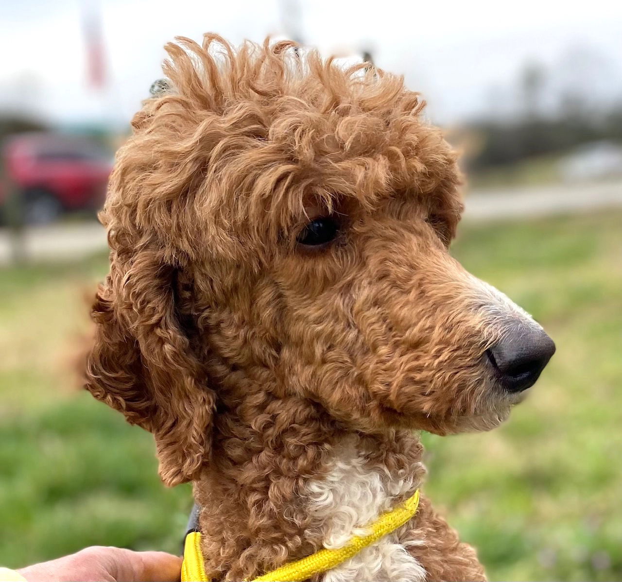 Dog Image