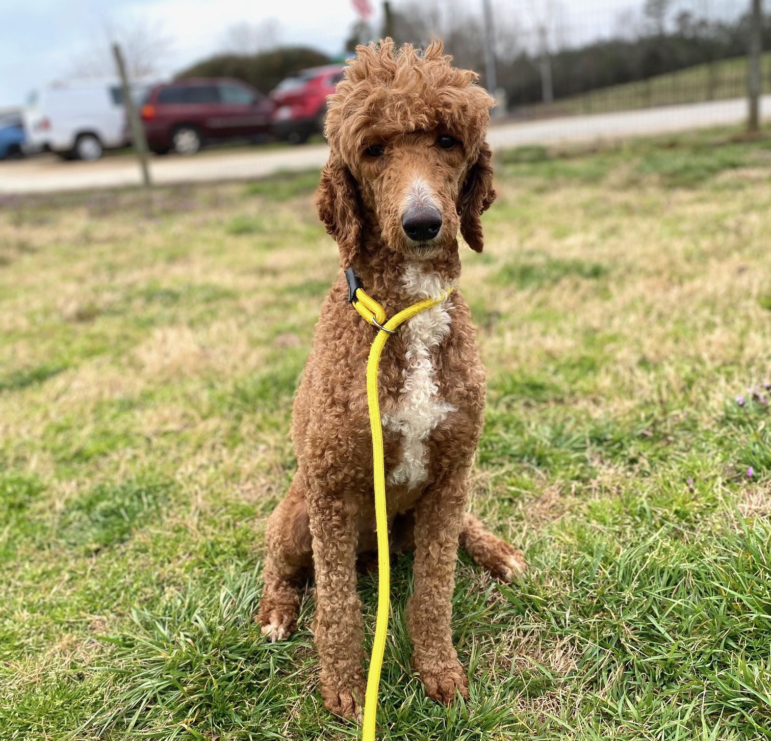 Dog Image