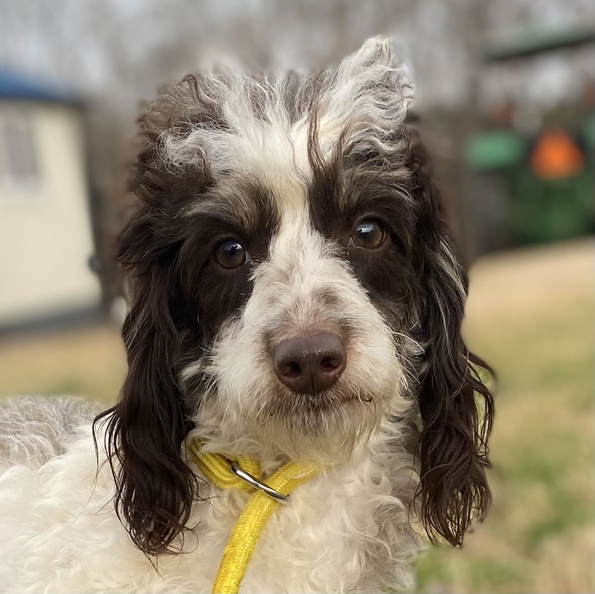 Dog Image