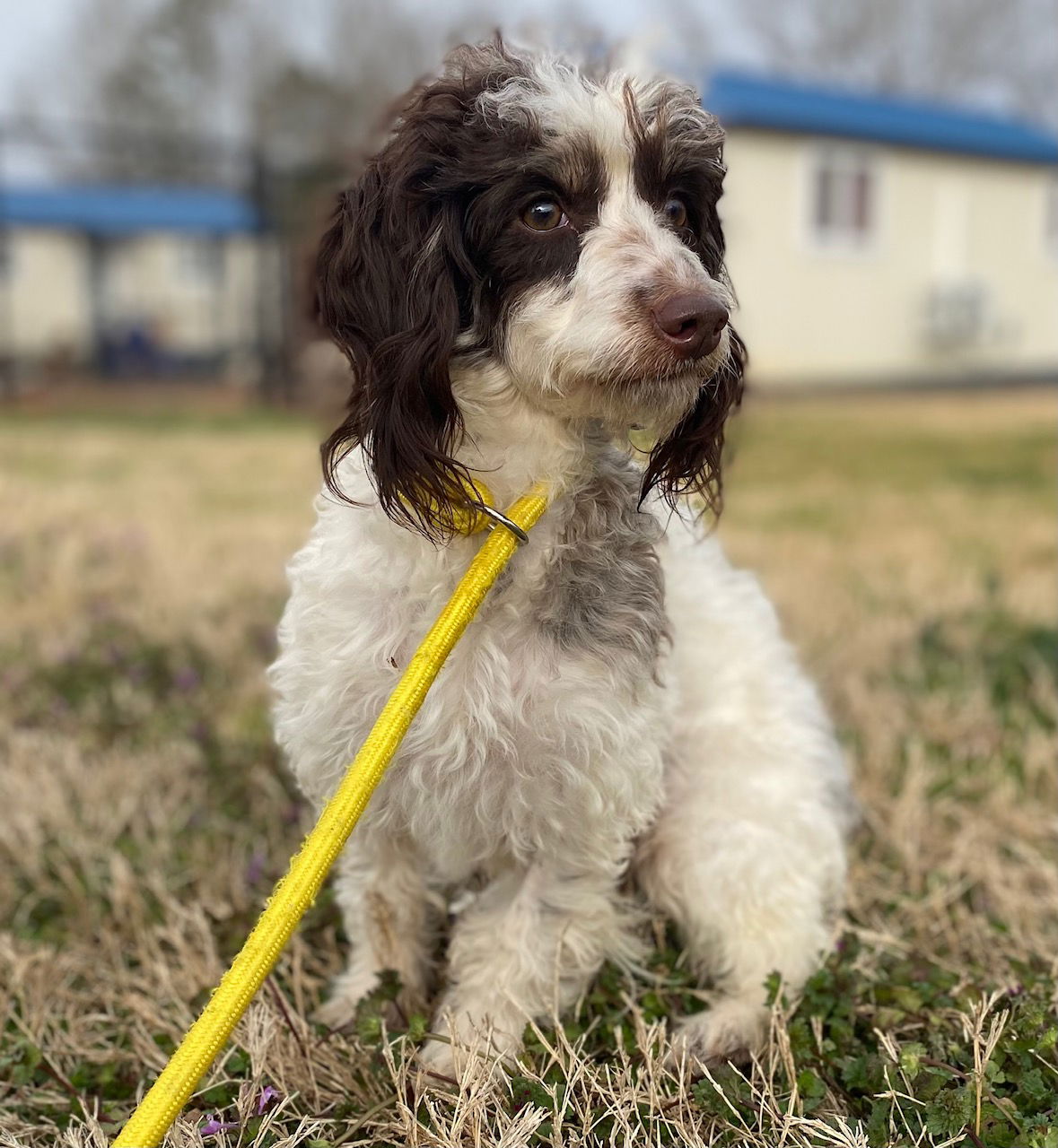 Dog Image