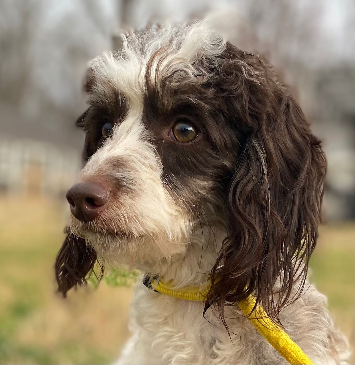 Dog Image