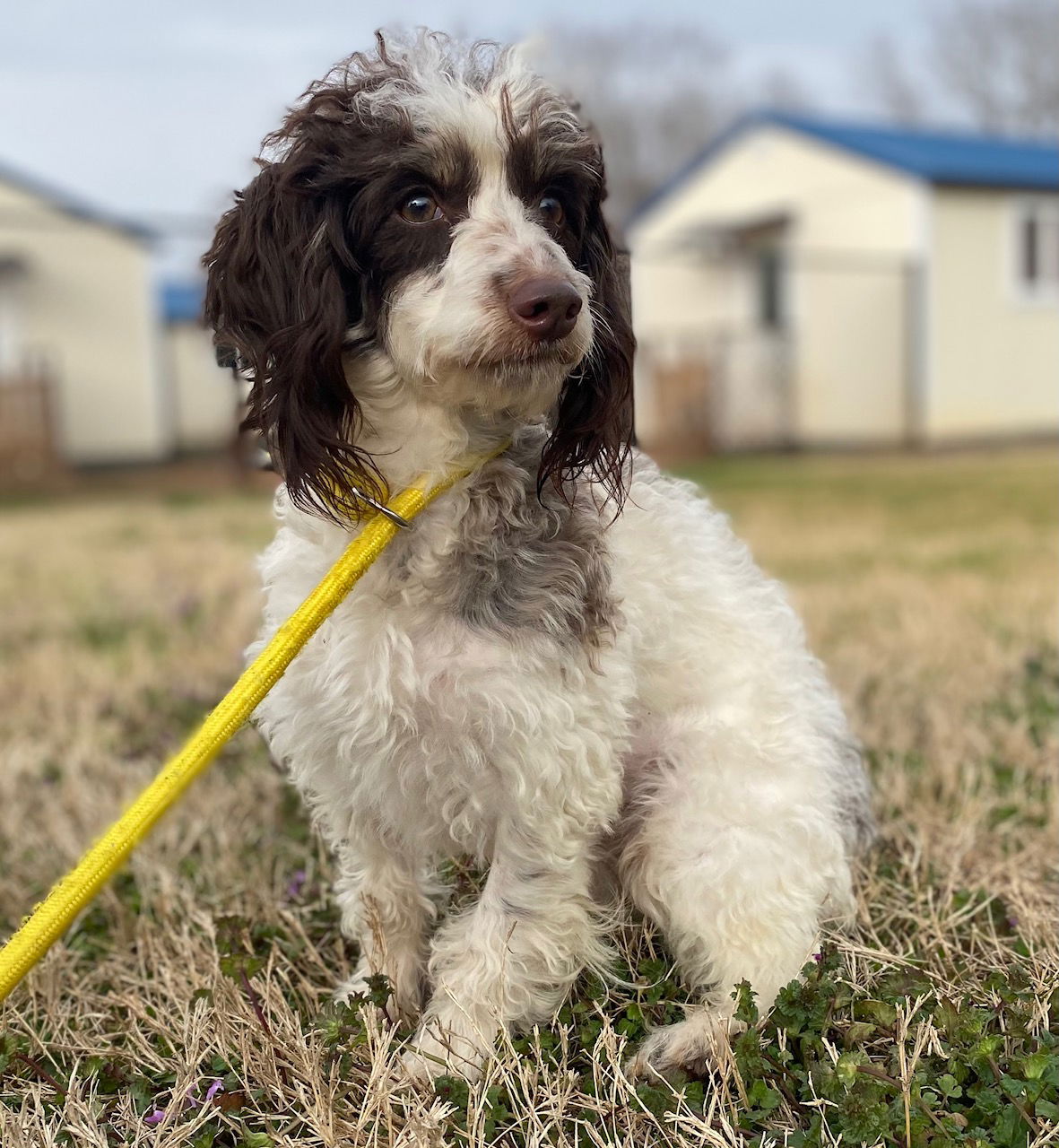 Dog Image
