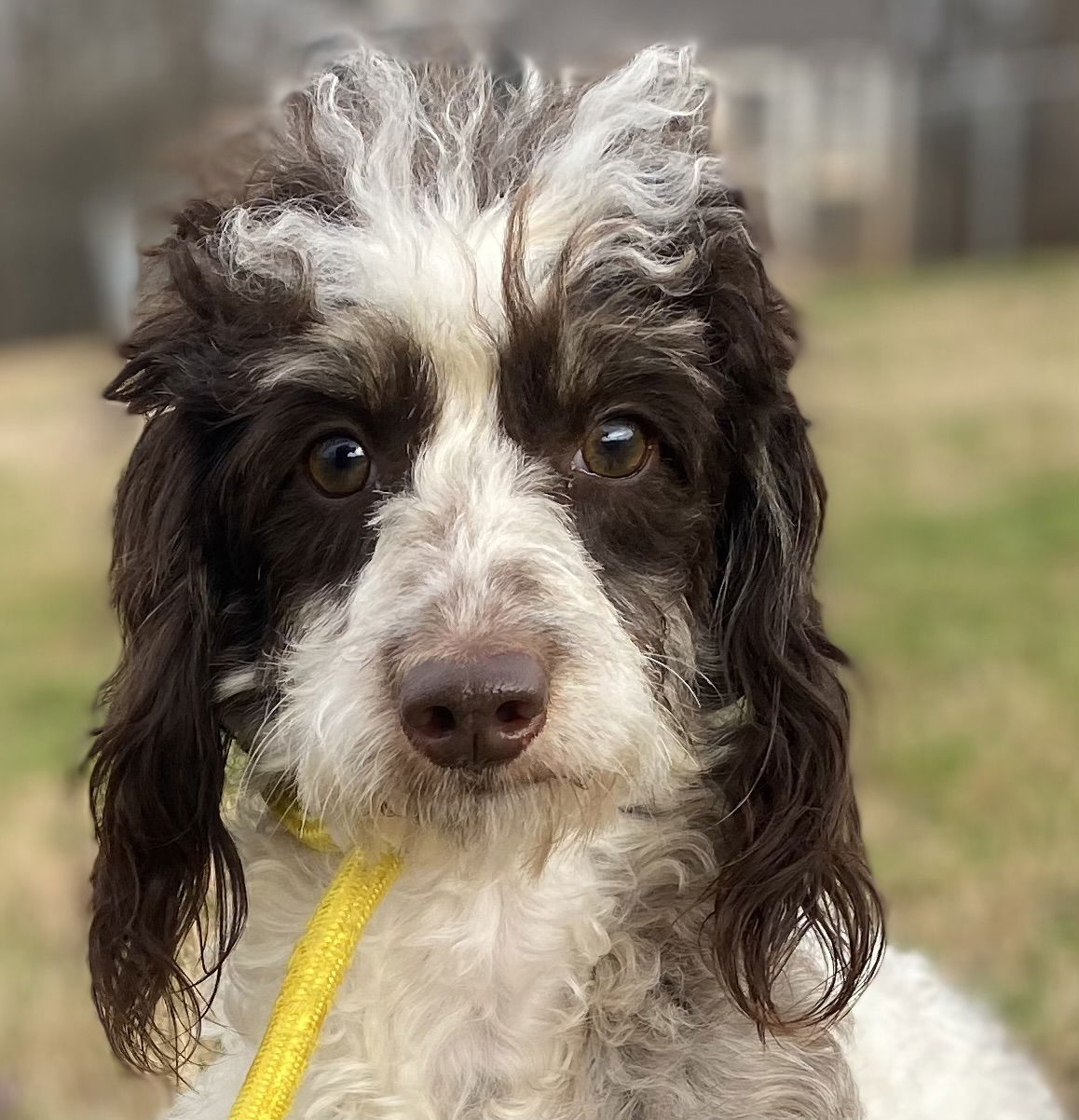 Dog Image