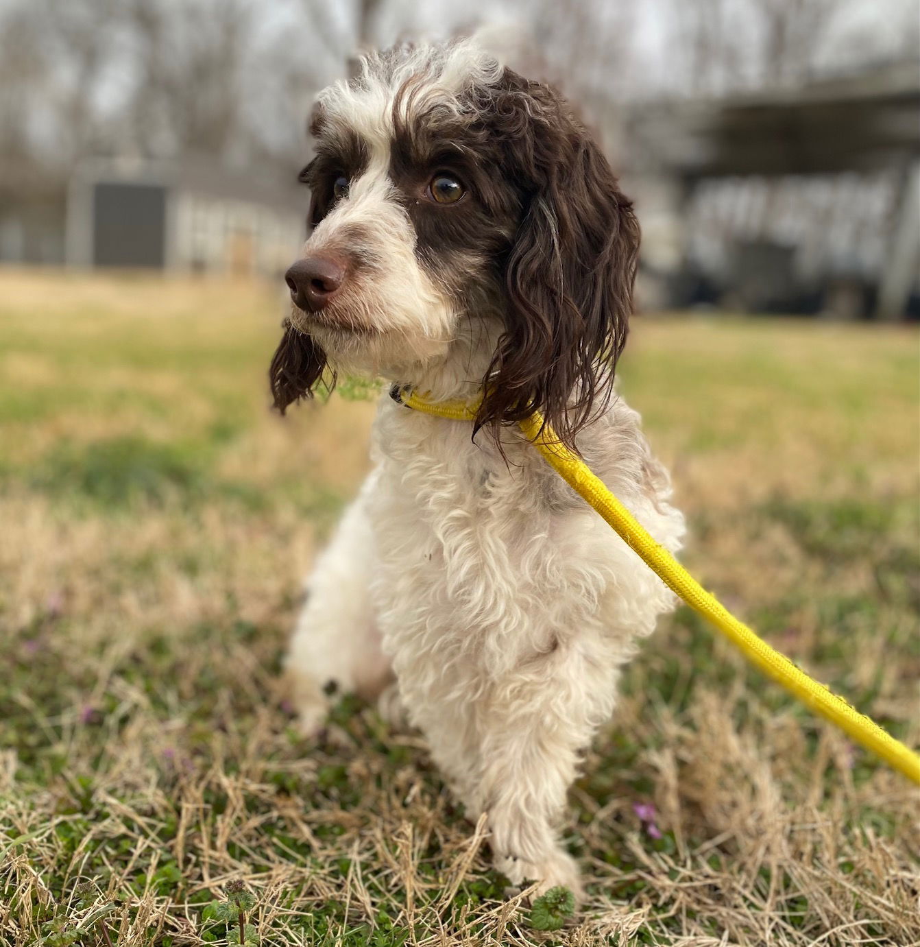 Dog Image