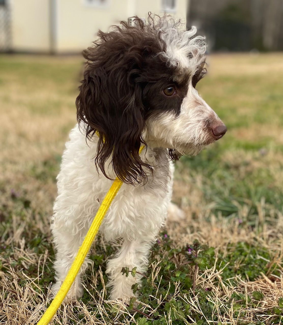 Dog Image