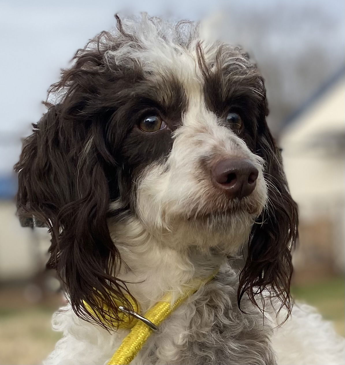 Dog Image