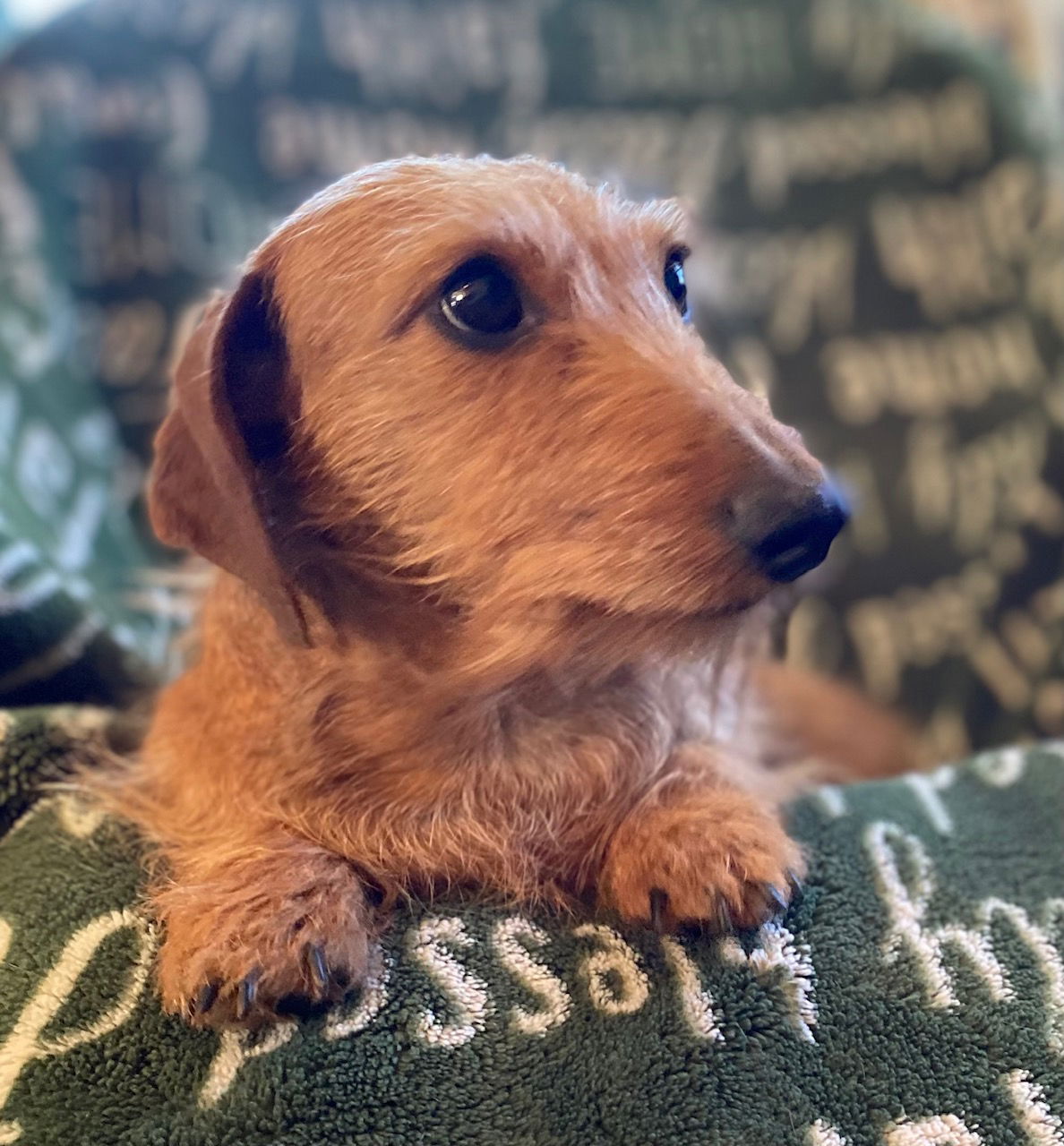 Dog Image