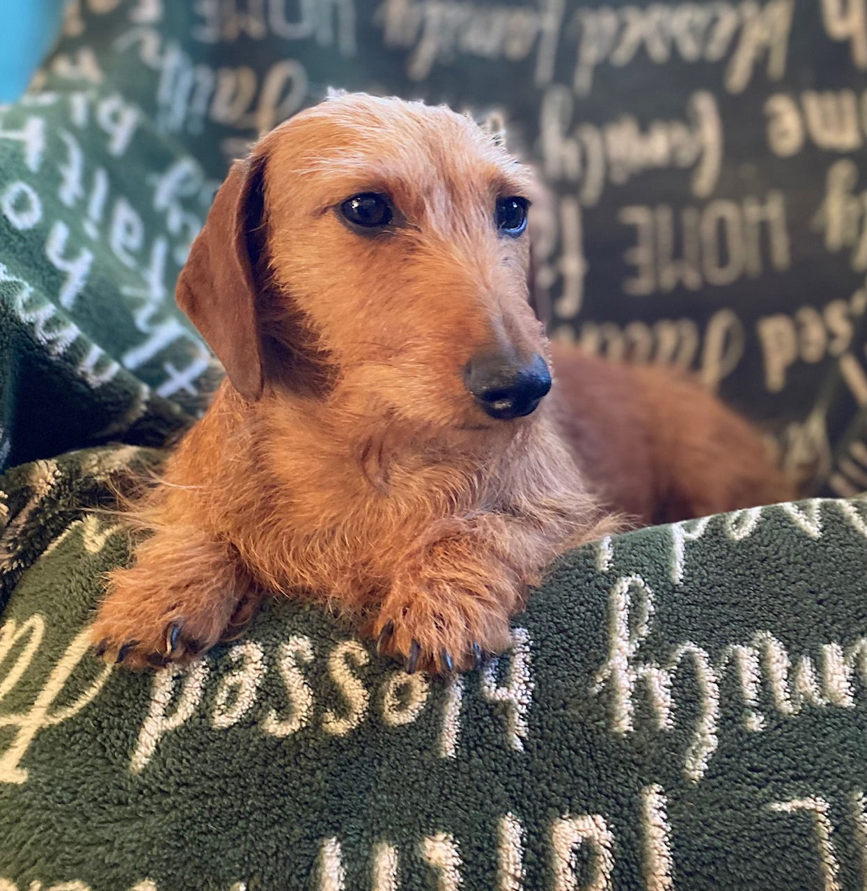 Dog Image