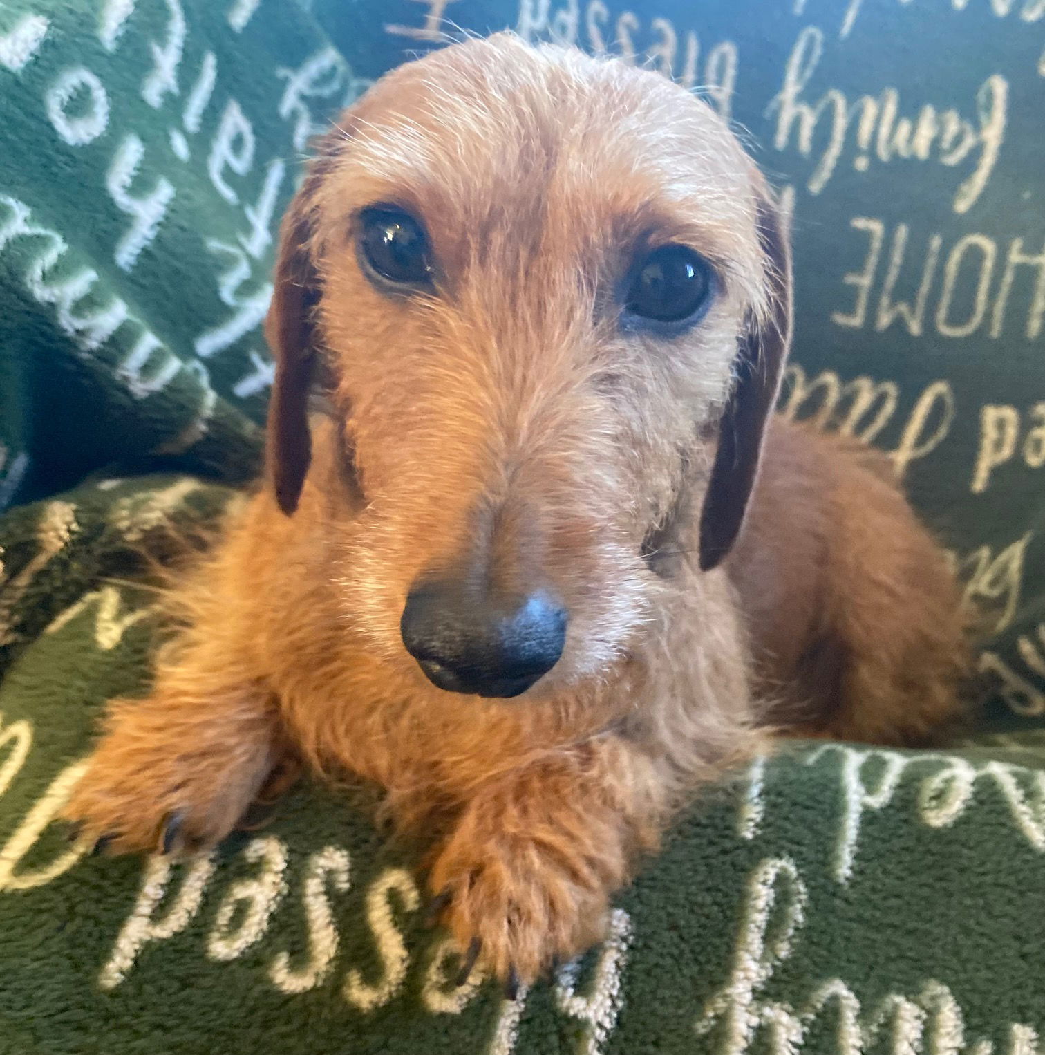 Dog Image