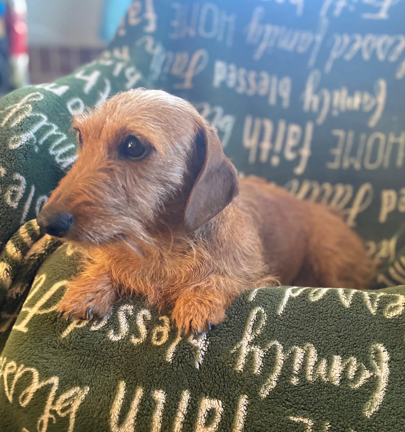 Dog Image