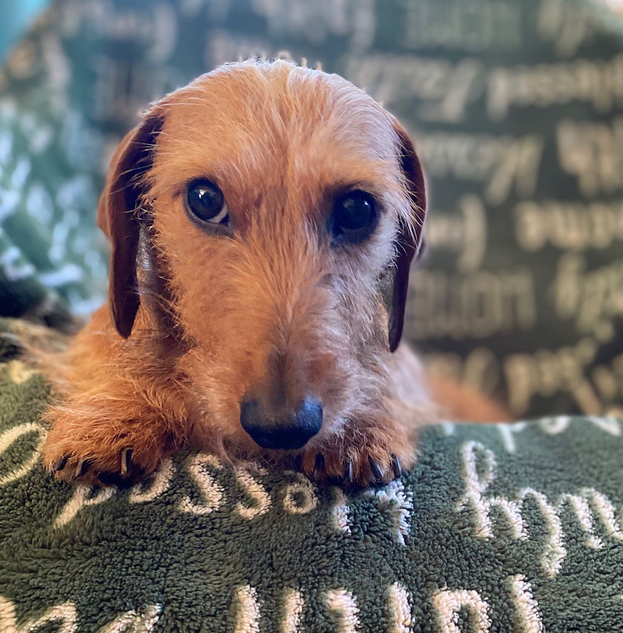 Dog Image