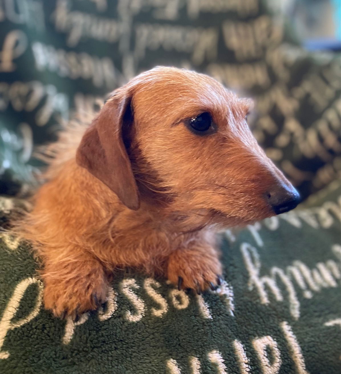 Dog Image