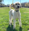 adoptable Dog in Pacolet, SC named Aiden Feb 25