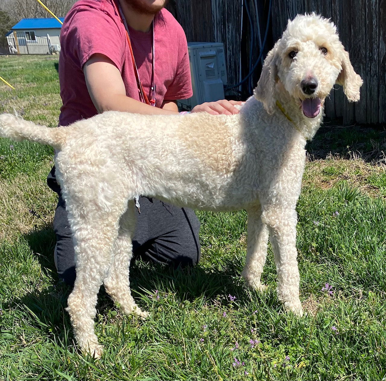 Dog Image