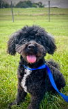 adoptable Dog in Pacolet, SC named Prince Feb 25