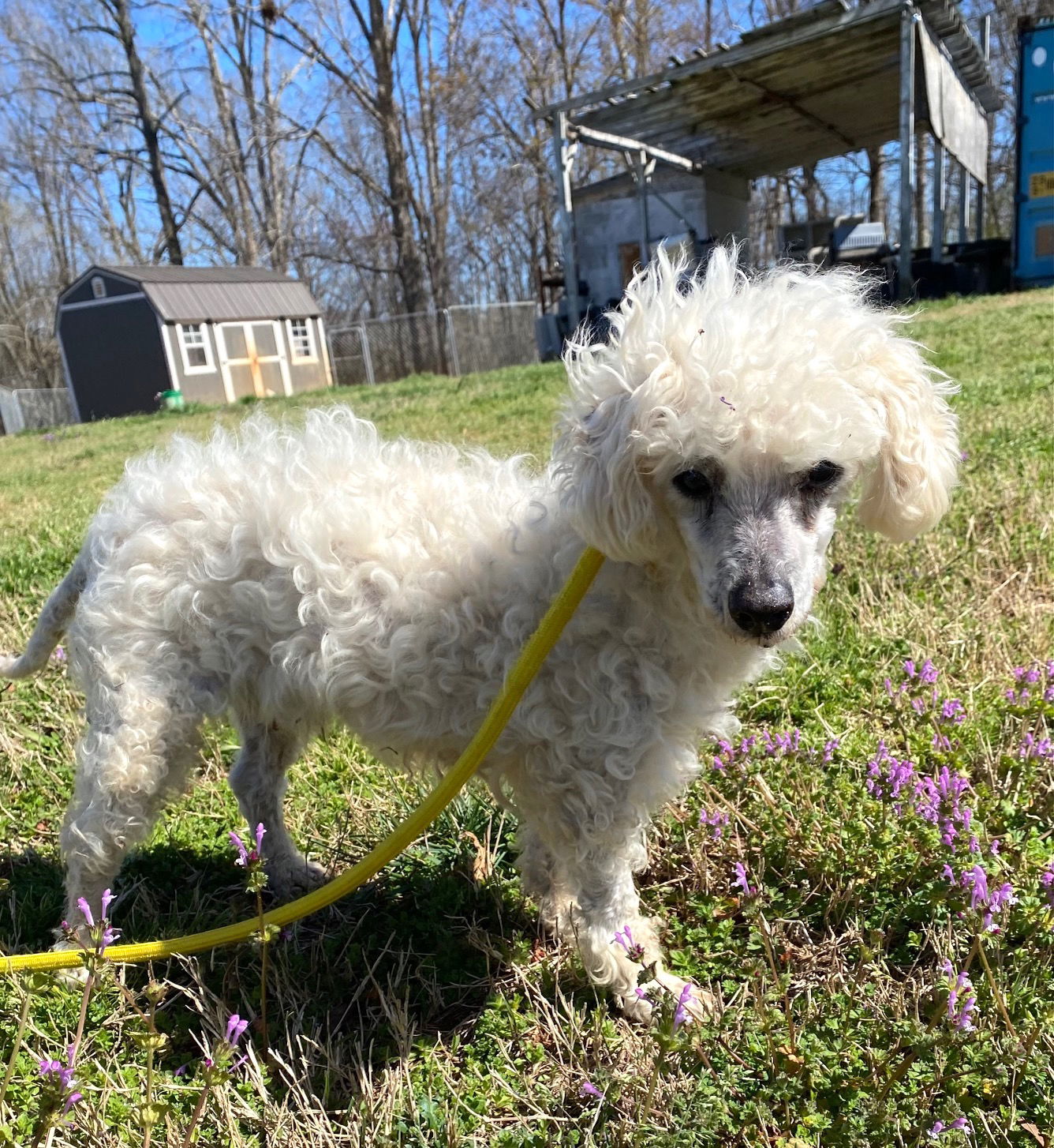 Dog Image