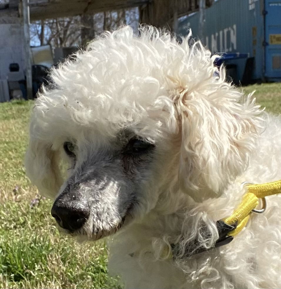 Dog Image