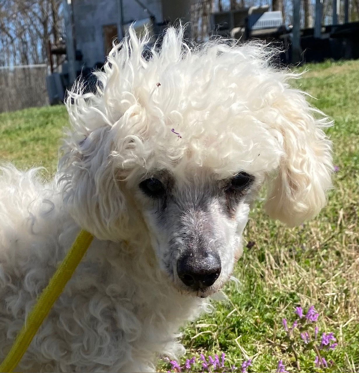 Dog Image