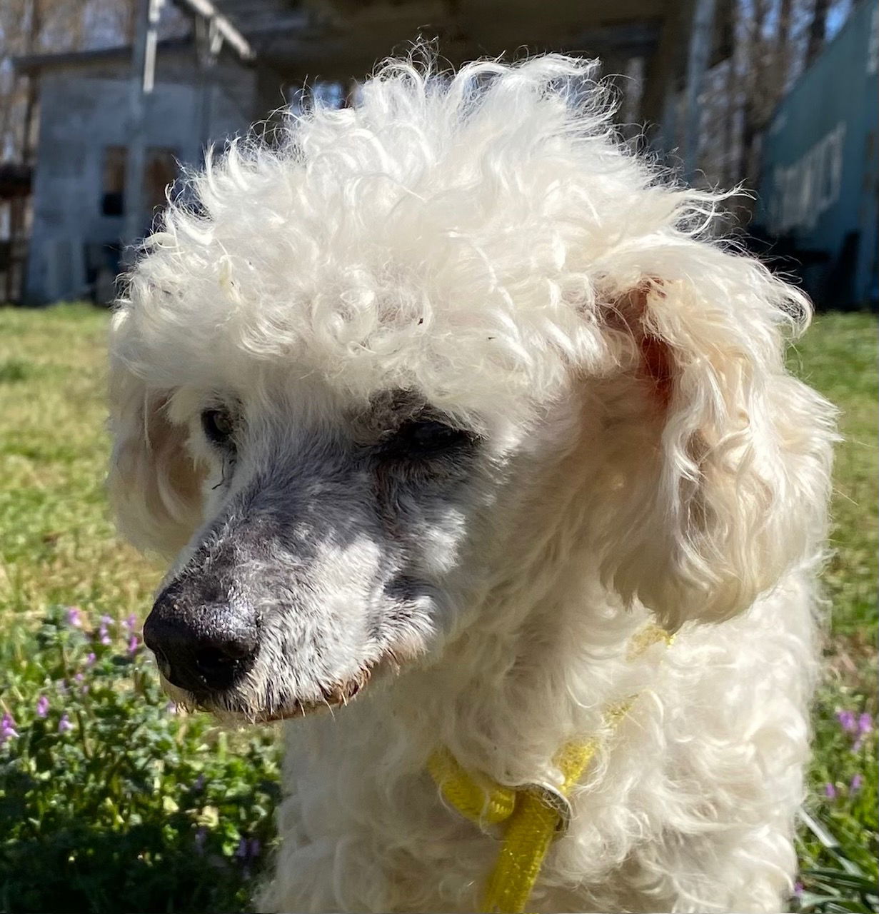 Dog Image