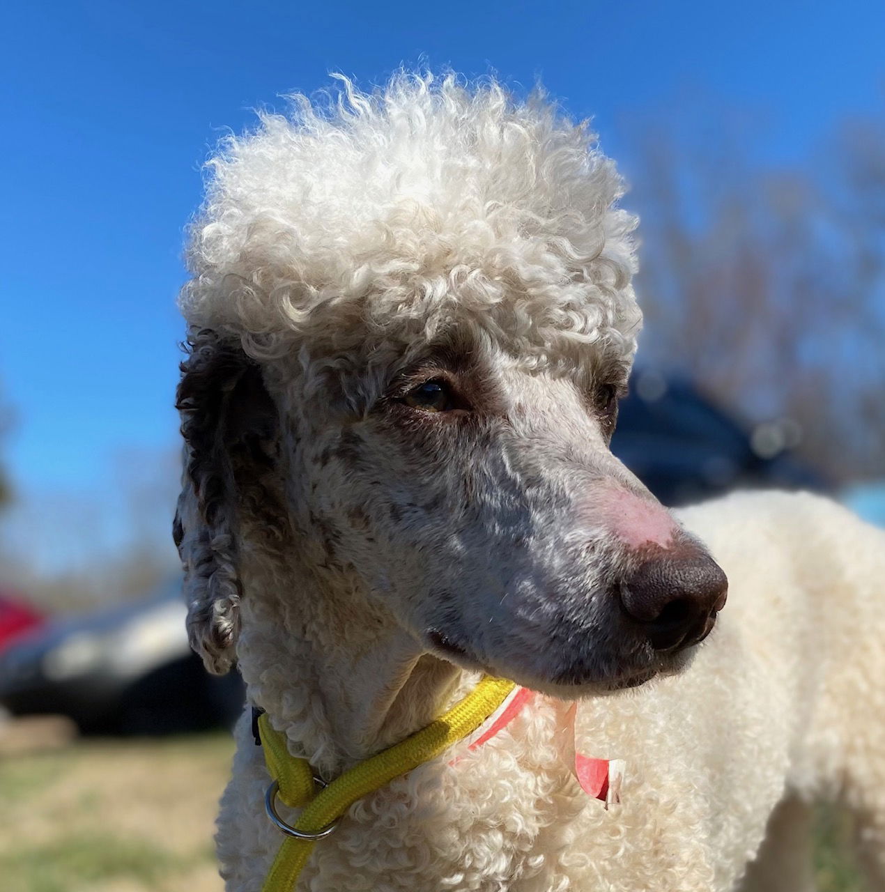 Dog Image