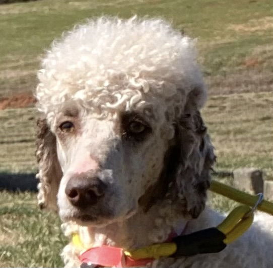 Dog Image