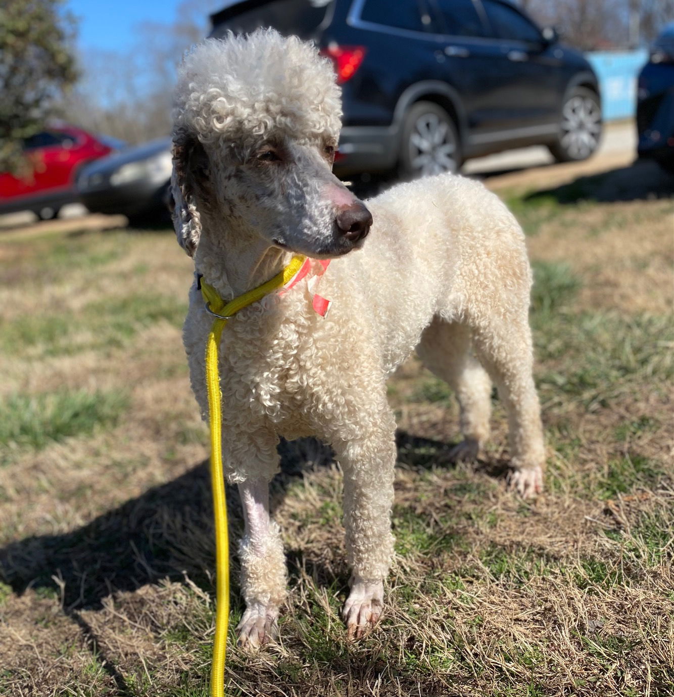 Dog Image