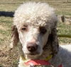 adoptable Dog in Pacolet, SC named Little Lil Feb 25