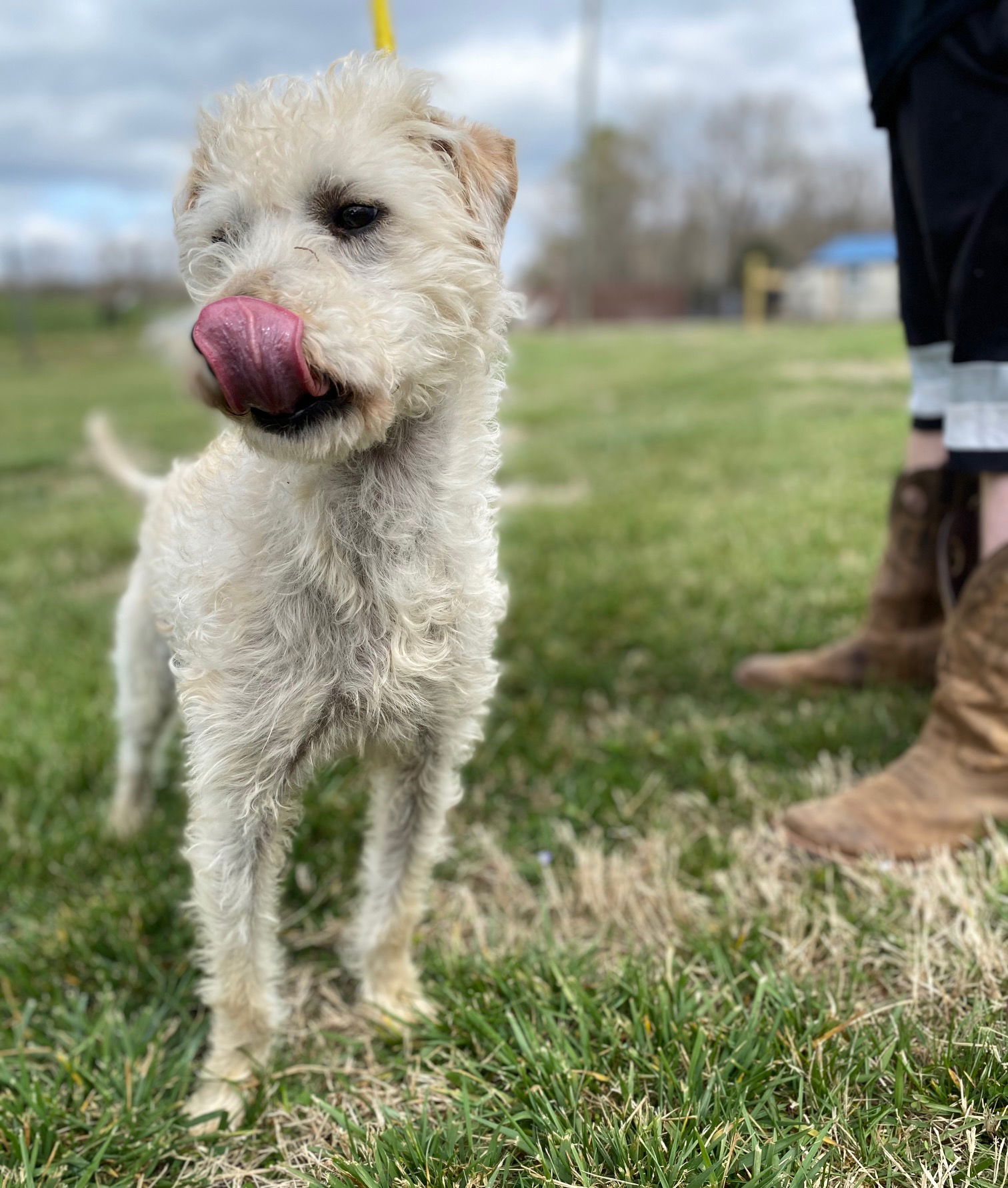 Dog Image