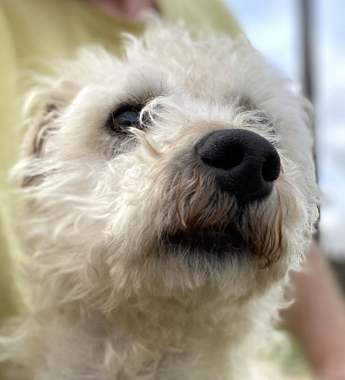 Dog Image
