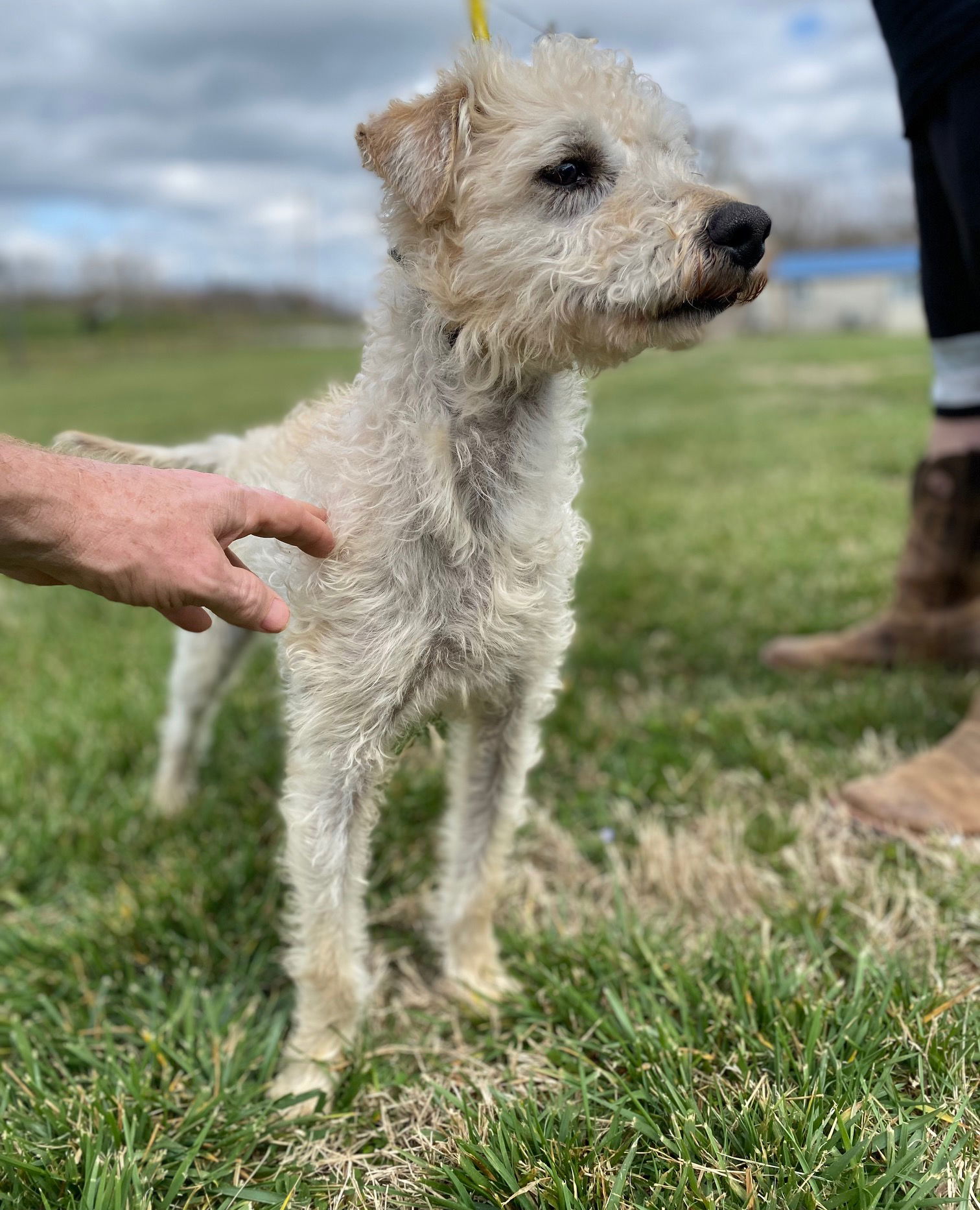 Dog Image