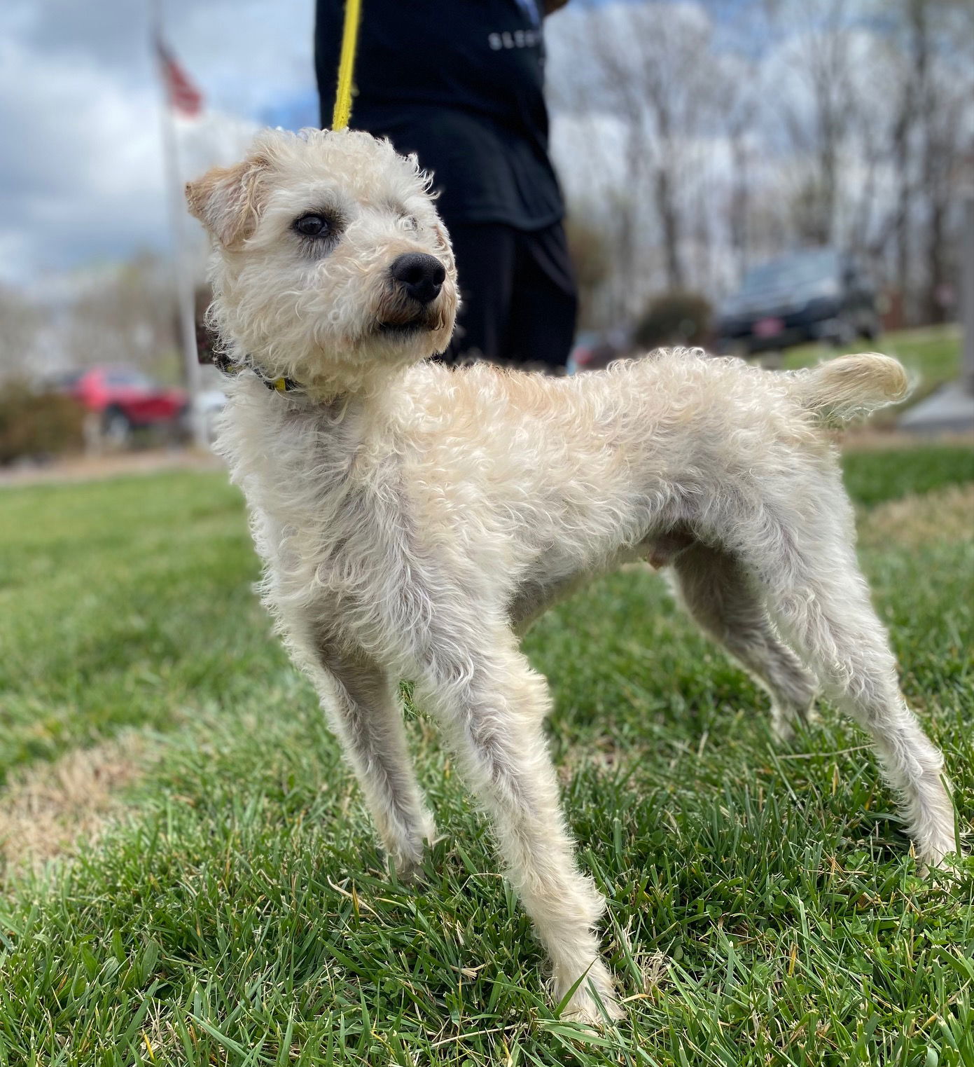 Dog Image
