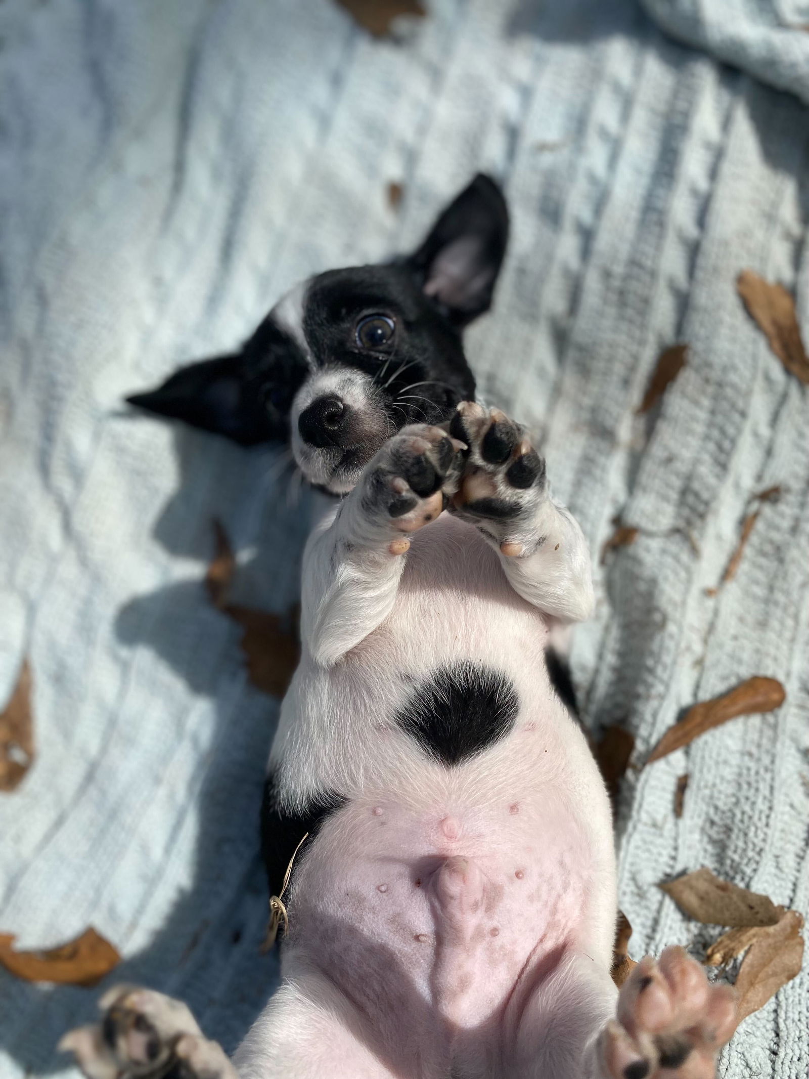 Dog Image
