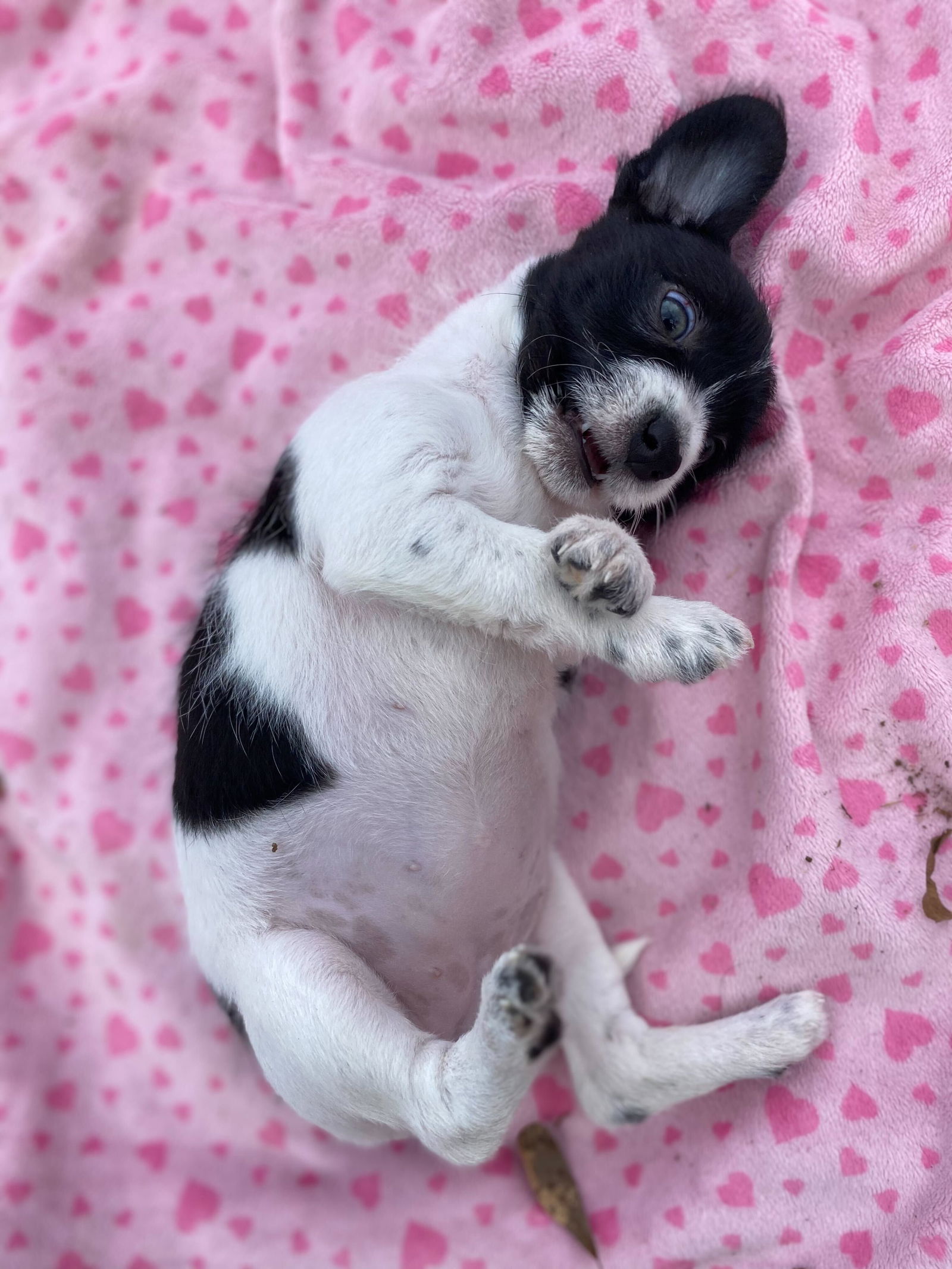 Dog Image