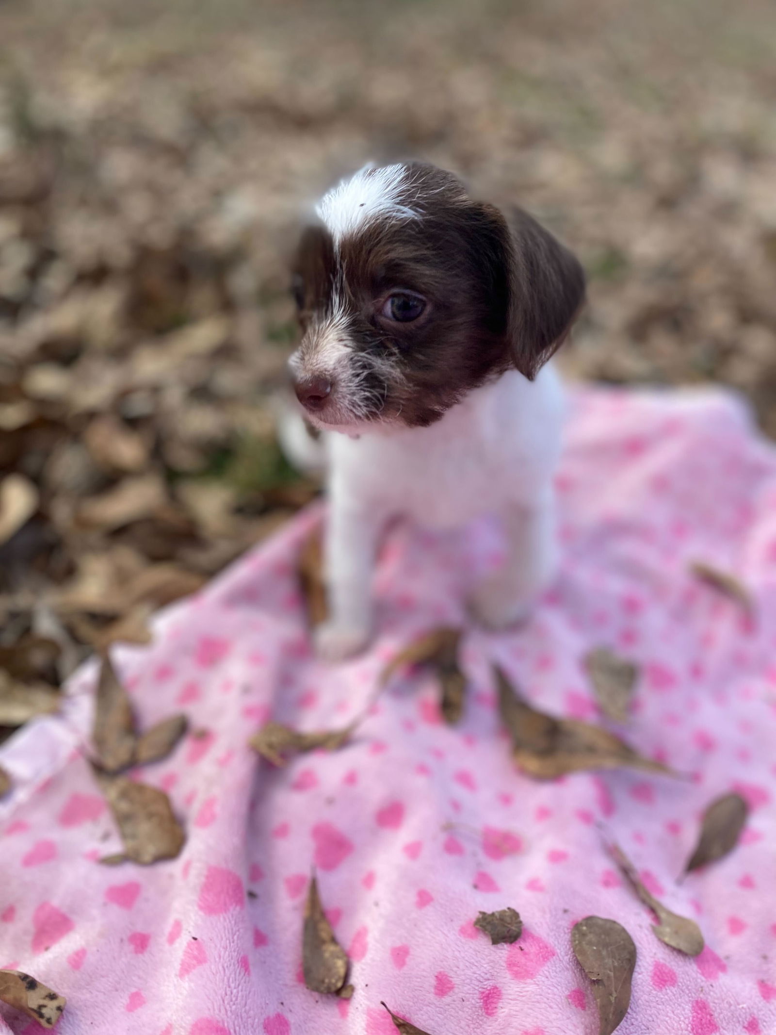 Dog Image