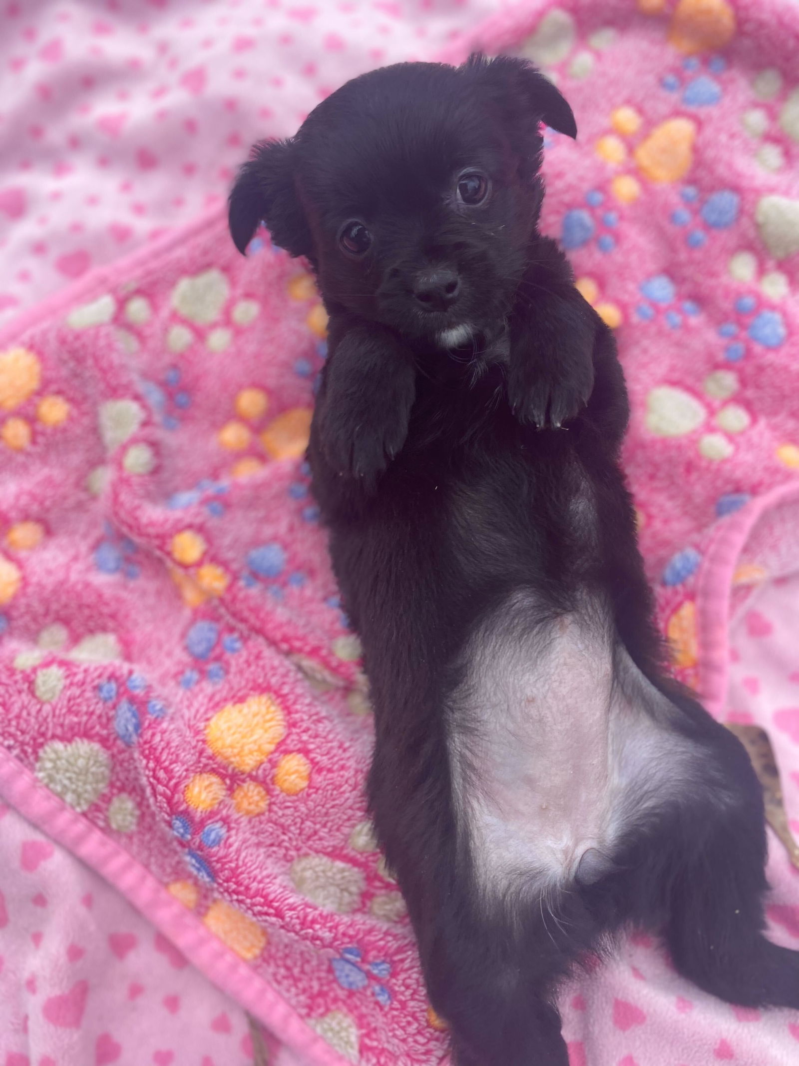 Dog Image