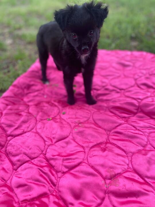 Dog Image